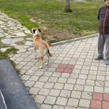 İzmir Büyükşehir Belediyesi Buca'daki Parkta Hayvan Şiddeti Şikayetleri