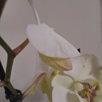 Çiçek Sepeti Kotu Çiçekler Gönderiyor Paranıza Yazık