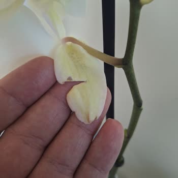 Çiçek Sepeti Kotu Çiçekler Gönderiyor Paranıza Yazık