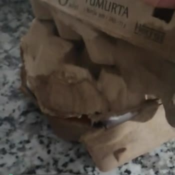 File Market Kırık Gelen Yumurtalar