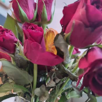 Osevio.com Diye Bir Çiçek Firması Ama Satana Kadar!