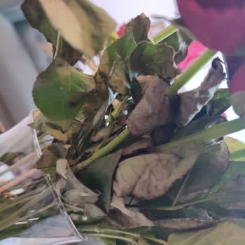 Osevio.com Diye Bir Çiçek Firması Ama Satana Kadar!