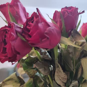 Osevio.com Diye Bir Çiçek Firması Ama Satana Kadar!