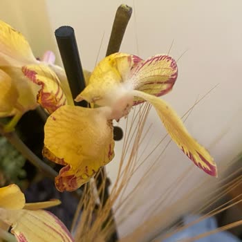 Taze Çiçek (tazecicek.com) Hediye Çiçek Hayal Kırıklığı