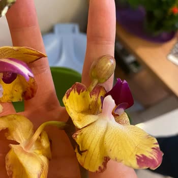 Taze Çiçek (tazecicek.com) Hediye Çiçek Hayal Kırıklığı