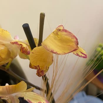 Taze Çiçek (tazecicek.com) Hediye Çiçek Hayal Kırıklığı