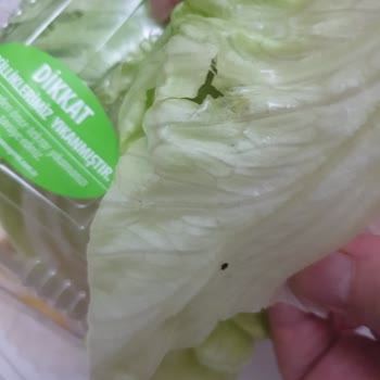 Komagene Marulunda Böcek Çıktı