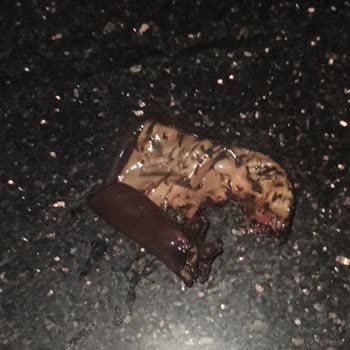 Meysu Meyve Suyunun İçinden Çıkan Belirsiz Madde