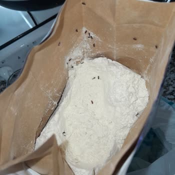 Sinangil Un Böcekli /A101