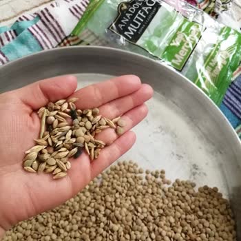 Şok Market Anadolu Mutfağı Yeşil Mercimek Paketinin İçinden Çıkanlar