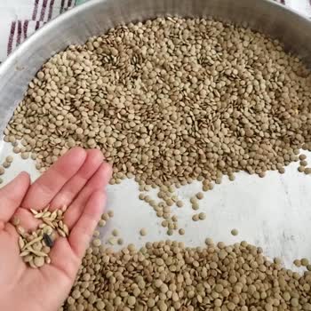 Şok Market Anadolu Mutfağı Yeşil Mercimek Paketinin İçinden Çıkanlar