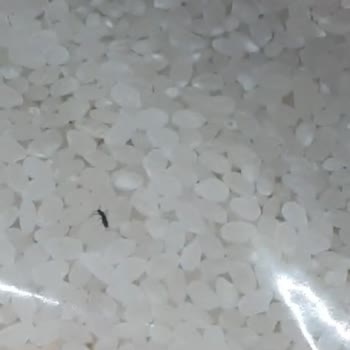 BİM'de Raftaki Pirinç İçinde Canlı Böcek Olması