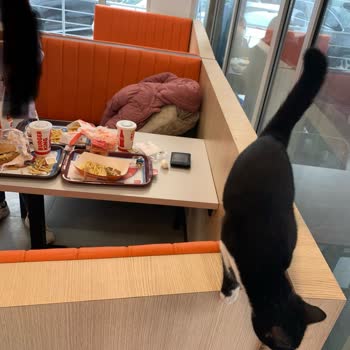 Burger King Mağaza İçi Sokak Hayvanı