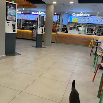 Burger King Mağaza İçi Sokak Hayvanı