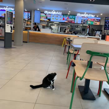 Burger King Mağaza İçi Sokak Hayvanı