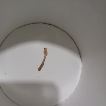 Gedik Piliç Gedik Kemiksiz Kovadan Kemik Çıktı