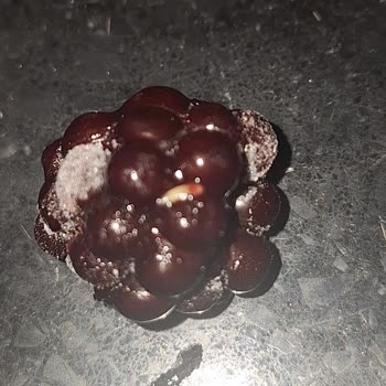 File Market Dondurulmuş Malzemelerde Kurt Var