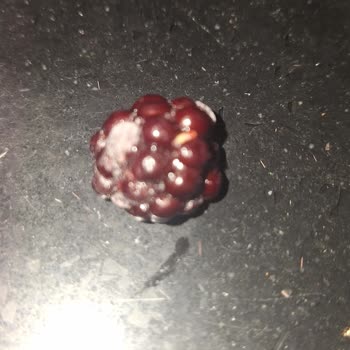 File Market Dondurulmuş Malzemelerde Kurt Var