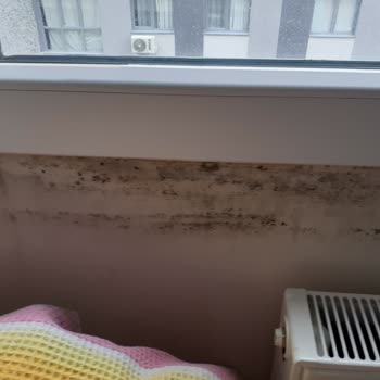 Winsa Pimapen Camlar Su Ve Buhar Ve Pimapen Altlarında Küflenme