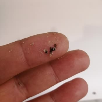 Seyidoğlu Gıda Seyidoğlu Helvanın İçinden Çıkan Belirsiz Nesneler.