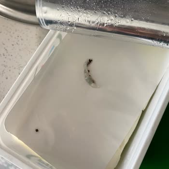 Pınar Et ve Süt Son Kullanma Tarihine Rağmen Küflenmiş Süzme Peynir Şikayeti