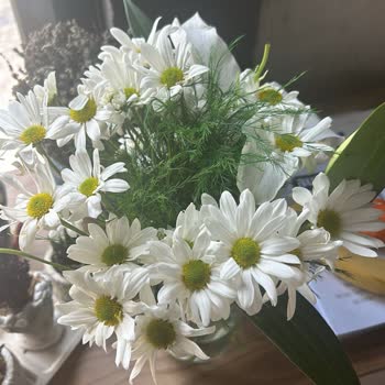 Bodrum Çiçek Lilyum Yerine Papatya Gönderilmiş