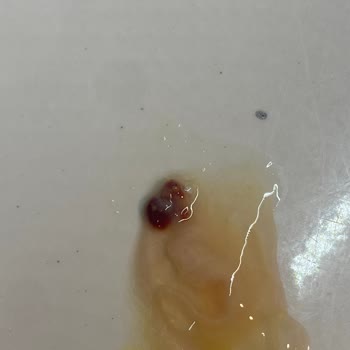 Ercanlar Yumurtadan Civciv Çıktı