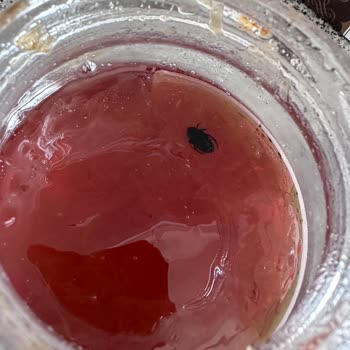 Seyidoğlu Gıda Reçelin İçinden Hamamböceği Çıktı!