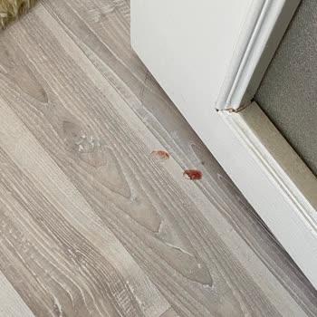 Bado Pet Food Kedim Bado Mama Yüzünden Kanama Geçirdi