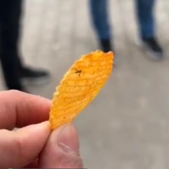 Ruffles Böcek Çıkması