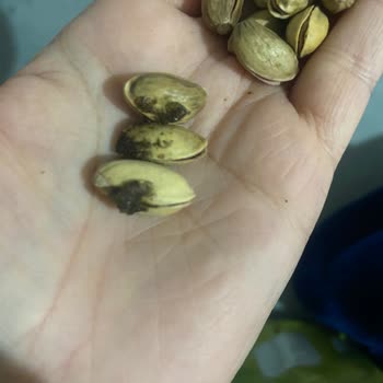 Çerezim Kuruyemiş Antep Fıstığı Çerezim