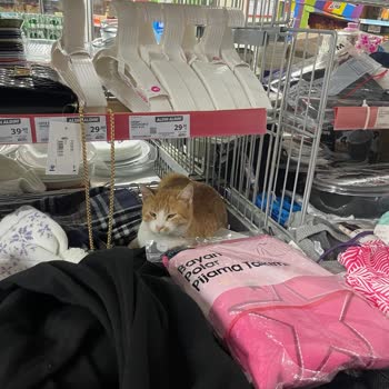 A101 Kedi Ve Kasa Şikayeti