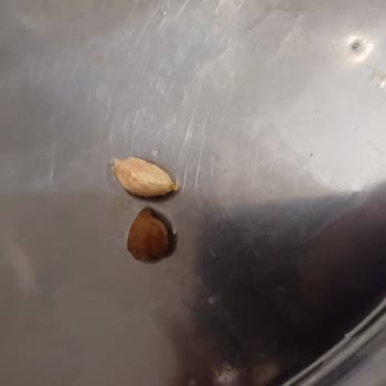 Yayla Bakliyat Yayla Haşlanmış Nohut