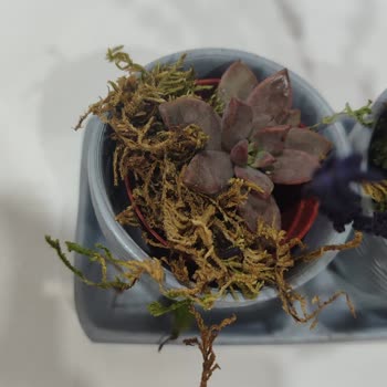 ÇiçekSepeti Kuru Ve Hasta Gönderilen Çiçek