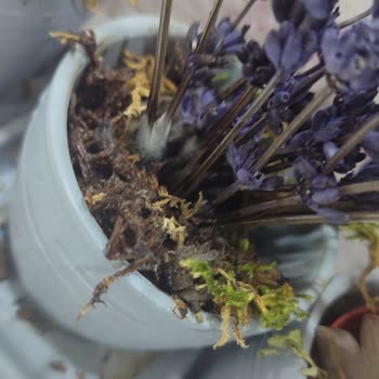 ÇiçekSepeti Kuru Ve Hasta Gönderilen Çiçek