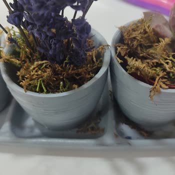 ÇiçekSepeti Kuru Ve Hasta Gönderilen Çiçek