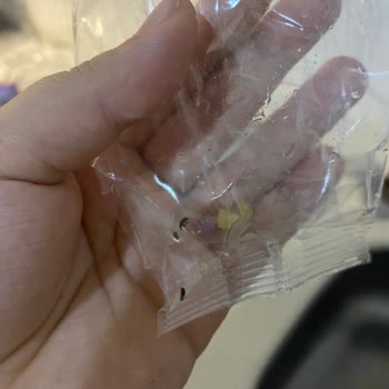 A101 Makarnanın İçinden Çıkan Böcekler