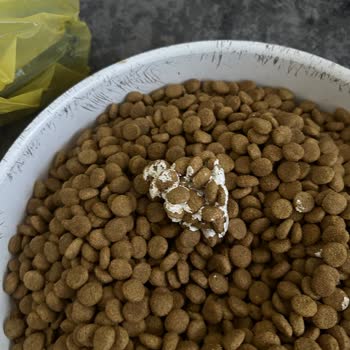 Şok Marketler Şok Köpek Maması Köpekleri Mi Zehirliyor