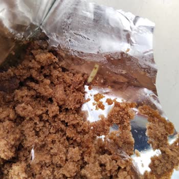 Torku Kakaolu Kek Sürprizi: Beklenmedik Misafir!