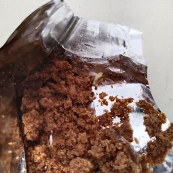 Torku Kakaolu Kek Sürprizi: Beklenmedik Misafir!