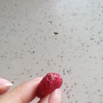 Lavi Juice Lavi Ürününde Kurt Çıktı