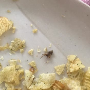 Lays Fırından Cipsinden Böcek