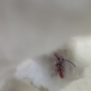 Sempati Hayvan Hastanesi Evcil Hayvanlar Zarar Görmesin!