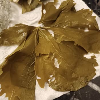 Yurtalan Yaprak Hepsi Yırtıktı