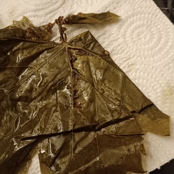 Yurtalan Yaprak Hepsi Yırtıktı