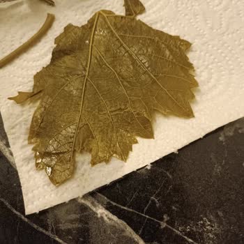 Yurtalan Yaprak Hepsi Yırtıktı