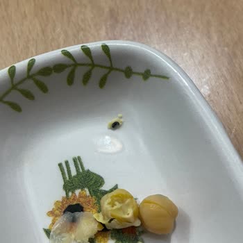 Yayla Bakliyat Yayla Koçbaşı Nohutta Böcek