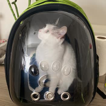 Hayvan Hakları Ve Metro Market'in Yanlış Tutumu