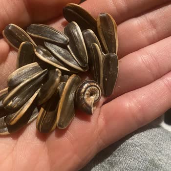 Çerezya Çekirdek İçinde Salyangoz