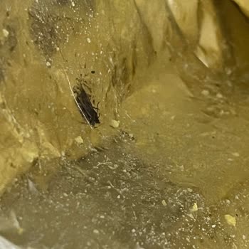 Lays Cipsinin İçin Deki Böcek Çıkması